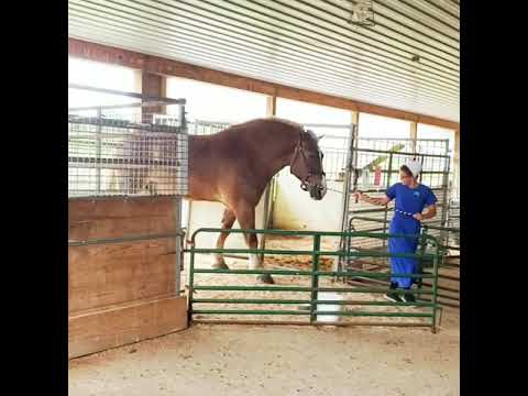 , title : 'AMISH WOMAN TAKING BELGIAN HORSE OUT TO PASTURE'