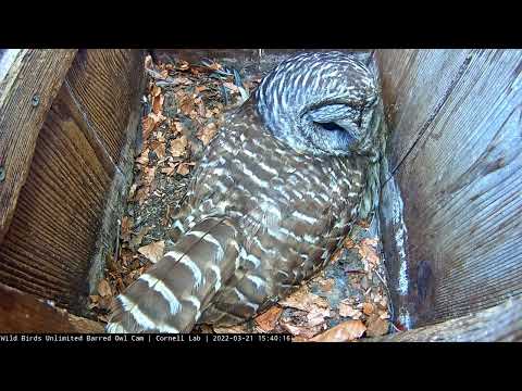 Female Barred Owl Settles Over Eggs, Looks At Camera – March 21, 2022