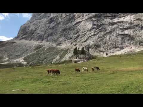 Mucche al pascolo sotto il Sassolungo,Dolomiti