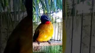 Download lagu suara kutilang emas betina mp3 Download lagu suara kutilang emas betina mp3