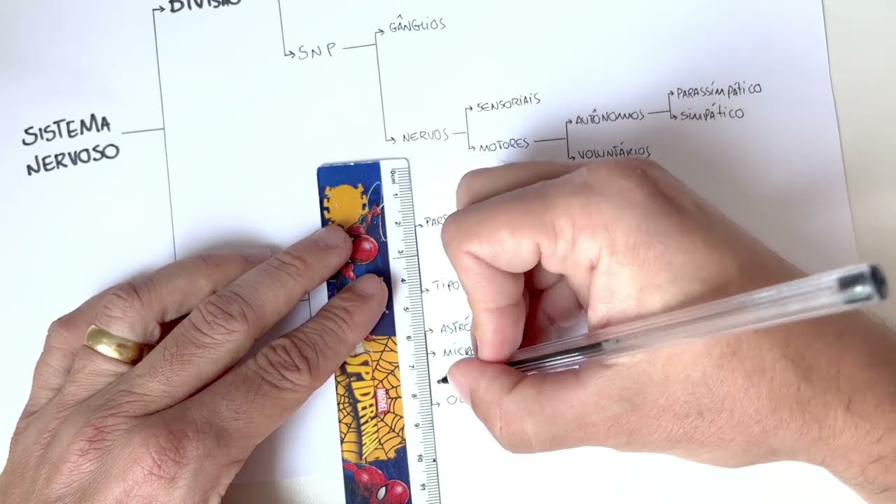 Passo a passo de um mapa mental sobre sistema nervoso