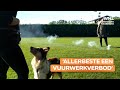 Hondentrainer bereidt honden voor op vuurwerk: ‘Kunnen ook echt PTSS krijgen'
