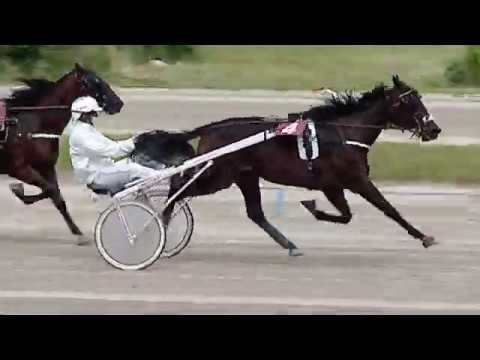 Aversa trotto 30 Maggio 2020 - 2° Corsa