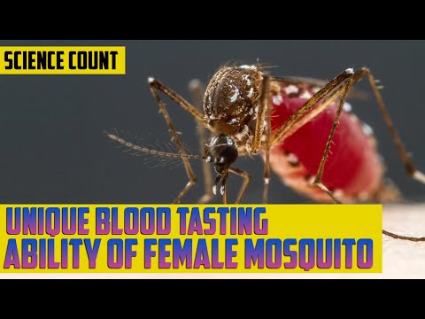 メスの蚊の血液味見能力はオスの蚊とは異なる