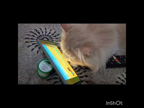 😺🧿Simba the king 🧿😺