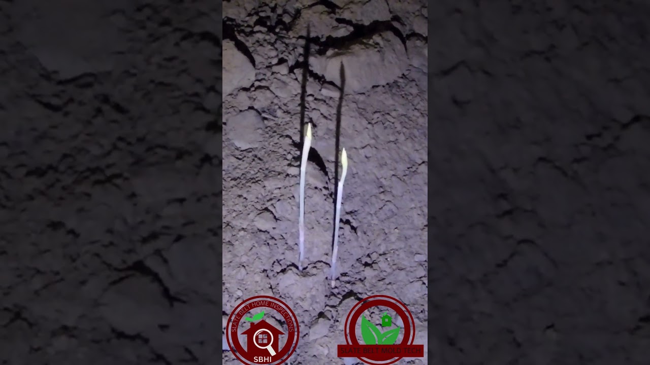 Got Mold? Let us fix that!