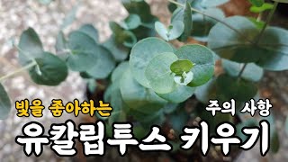 유칼립투스 키우기 주의 사항!! #엉클플랜트 #식물키우기 #유칼립투스키우기