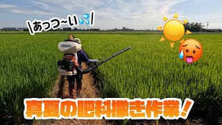 【汗だく】真夏の肥料撒き作業！【盈科】