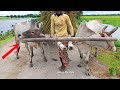 Buffalo Cart Carry Paddy Ride Bullock Cart Load Ride Cow Videos