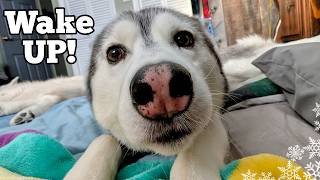 My Dog's Morning Routine In the Winter Time!