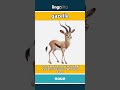 gazelle - a fast, graceful animal wit... video thumbnail
