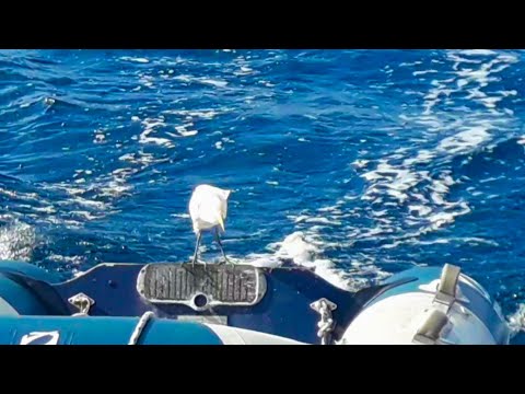 Cheeky bird riding my dinghy
