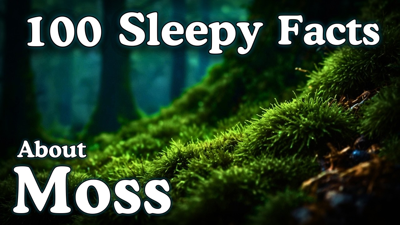 The Most Relaxing Facts About Moss to Fall Asleep To — No Adverts
