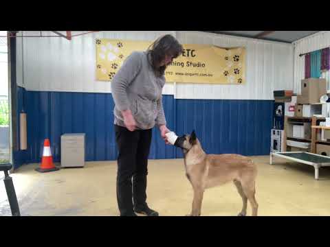 Scent Work Pre-Training - Three Foundation Exercises to Help Teach a Passive Indication