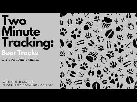 Two Minute Tracking: Bear Tracks