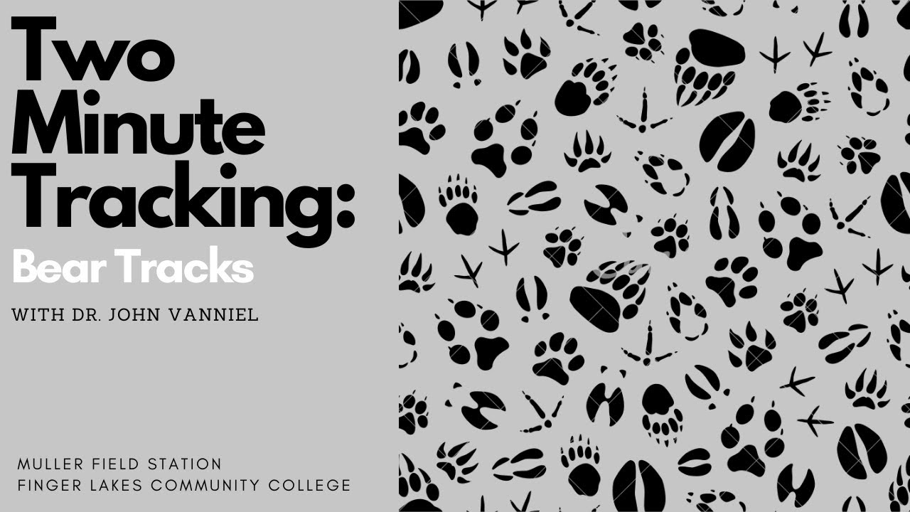 Two Minute Tracking: Bear Tracks
