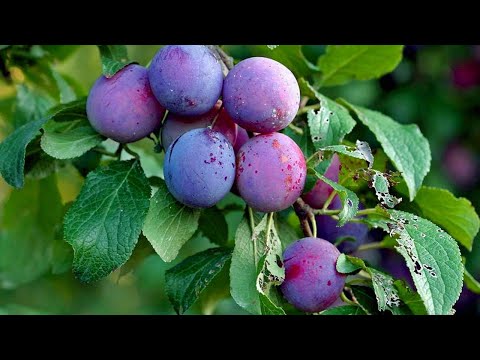 YouTube video about: How long do plums last?