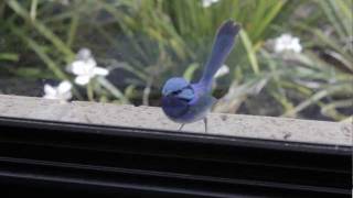 Bimbo the Blue Wren