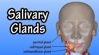 Functions Of The Salivary Glands - Structure Of The Salivary Glands - Salivary Glands Anatomy