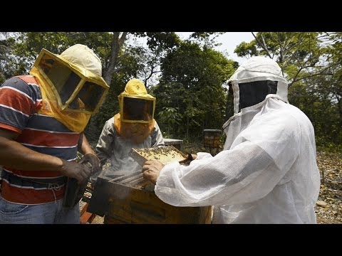 HÁBITAT 2 - Apicultura para la Conservación