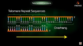 Telomerase Function - Animation