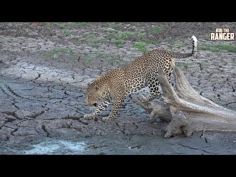 Male Leopard Tries To Drink Without Sinking In The Mud