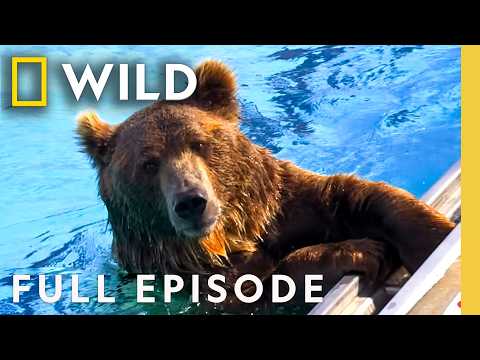 Inside a Yellowstone Grizzly Attack (Full Episode) | America the Wild | Nat Geo Animals