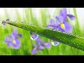 🌳  "A Thought of Spring" (music by Tim Janis)  🌳