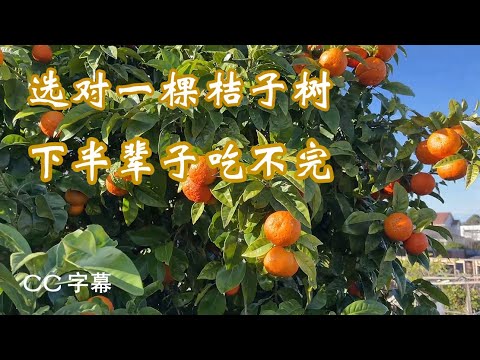 橘子 樹
