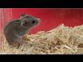 Exotic Pets : How to Care for Chinese Dwarf ...