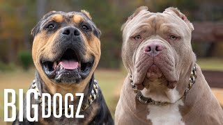 Buster & Chop - The 120lb Bullies With $15k Pups | BIG DOGZ