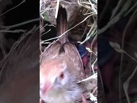 Tailorbird babies #shorts