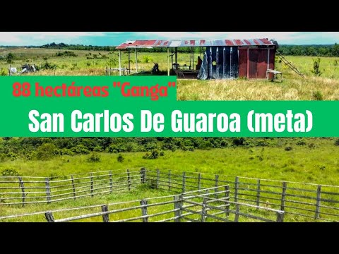 Vendo Finca en San Carlos de Guaroa (meta) 88 hectáreas