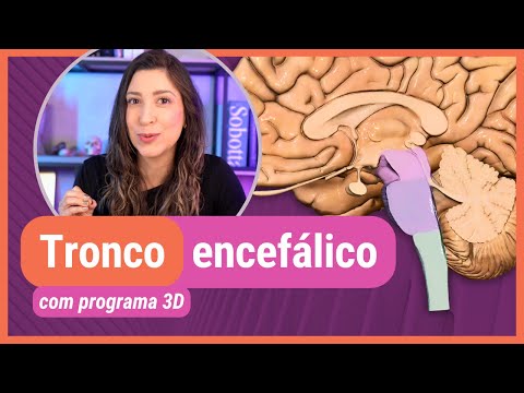 NERVOUS SYSTEM: BRAIN STEM! With 3D program