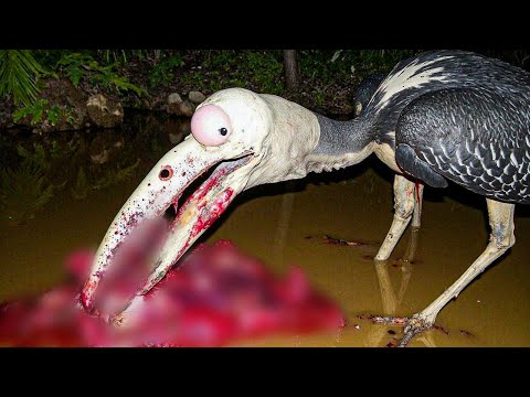 Meet The World’s Most Dangerous Birds That Attack To Kill
