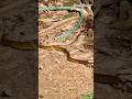 Two Snakes Moving Snakes Snake Closeup Shorts Vamsi Channel