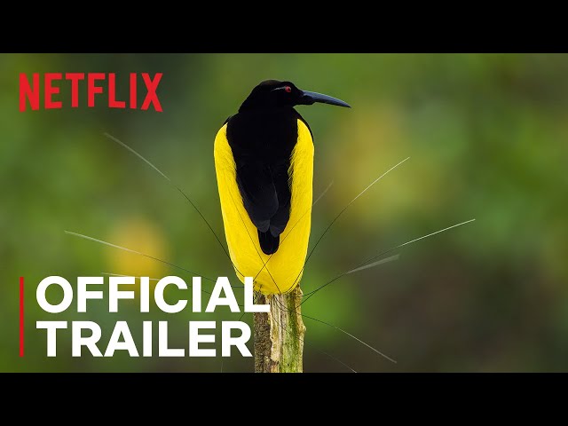 LIST: Animal documentaries to watch on Netflix