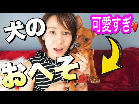 犬におへそはありますか?