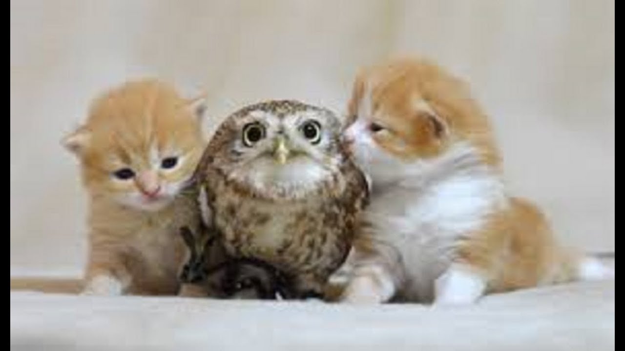 猫とフクロウなんだか似てる？似た者同士の交流まとめ動画のサムネイル画像