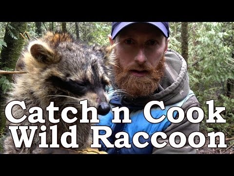 Eating and Cleaning WILD RACCOON!!! | De-glanding |...