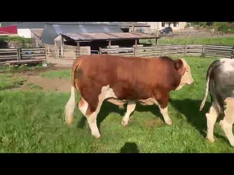 Simmental Bull - Image 2