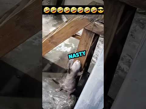 I been a nasty girl 🦦🤣#shorts #otters #nastygirl #music #fypシ゚