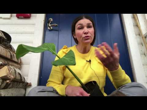 Melonrättika melonrädisa och kanna - i Odlingsdagboken tisdag