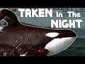 SeaWorld Wanted This Orca At Any Cost The Dark Story Of Orky