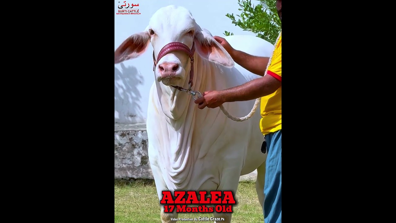 AZALEA BACHRI SURTI CATTLE FARM