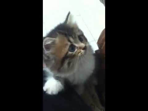 Best Videos Ever Funny Kitty Cat Videos