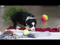 Australian Shepherd dogs for sale: Moxy - Video 1