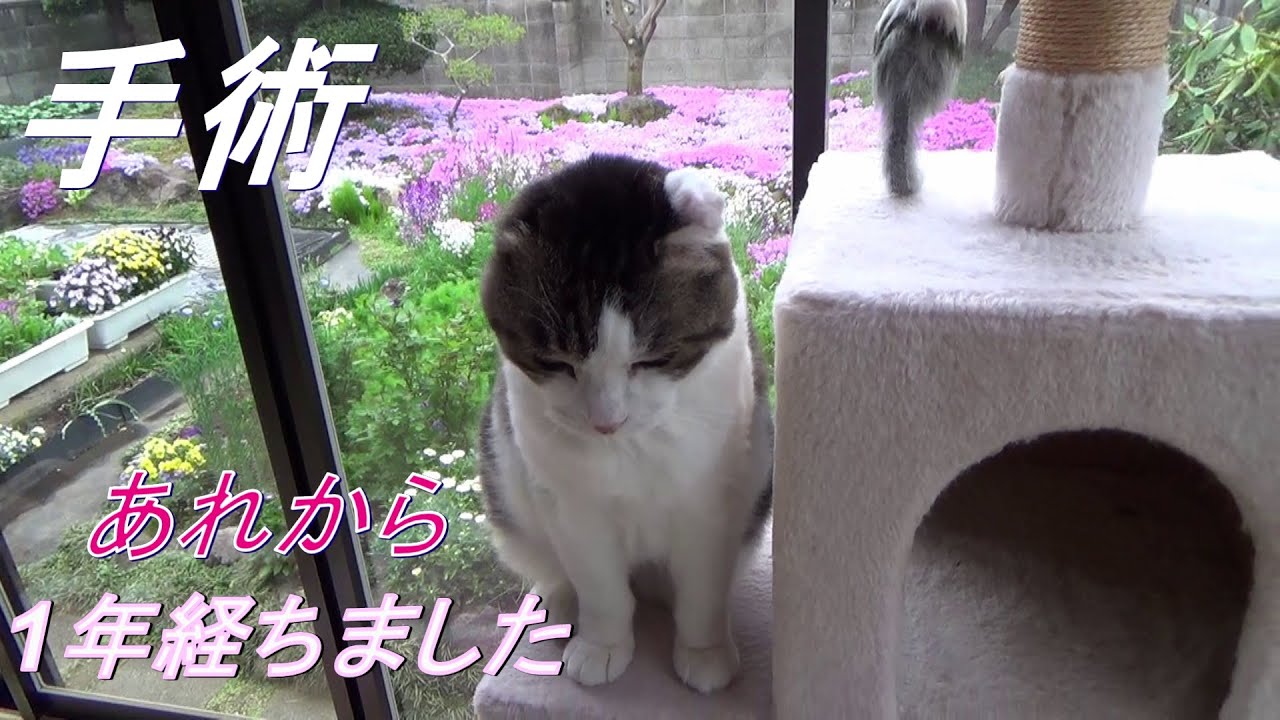 【今年ものらと花見ができました】It has been a year since Nora had her ear removed due to cancer.