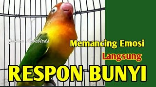 Download lagu Pancingan Suara Lovebird Ngetik Ngekek, Jitu Memancing Emosi Lawan Agar Respon Bunyi mp3 Download lagu Pancingan Suara Lovebird Ngetik Ngekek, Jitu Memancing Emosi Lawan Agar Respon Bunyi mp3