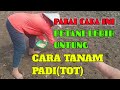 Cara Menanam Padi Dilahan Kering Tanpa Olah Tanah TOT Azel Oppo Channel